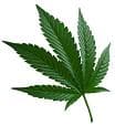 marijuana-leaf-100.jpg